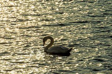 Image showing Swan swimming in the Baltic Sea during sunrise