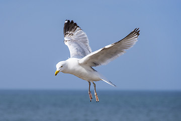 Image showing Herring gull, Larus fuscus L. flying