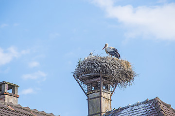 Image showing storks in a nest