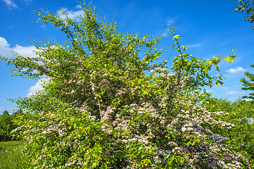 Image showing Hawthorn flower