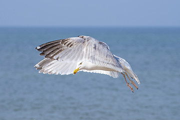 Image showing Herring gull, Larus fuscus L. flying