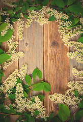 Image showing bird cherry branches  on aged boards