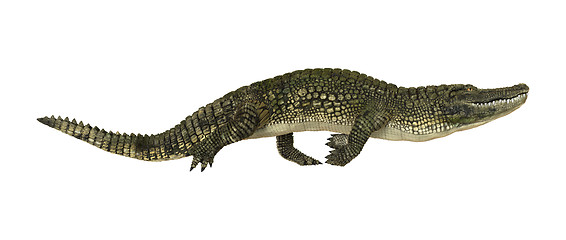 Image showing American Alligator