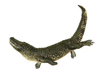 Image showing American Alligator