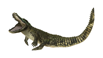 Image showing American Alligator