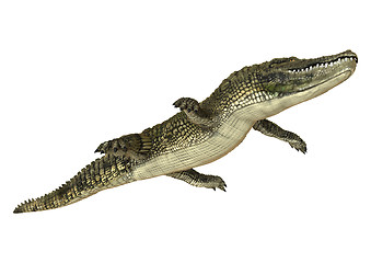 Image showing American Alligator