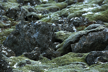 Image showing Closeup of resistant moss on volcanic rocks in Iceland