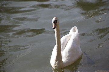 Image showing Swan at the lake