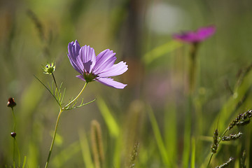 Image showing Wildflower meadow