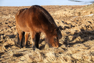 Image showing Brown icelandic pony on a meadow