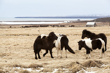 Image showing Herd of Icelandic horses