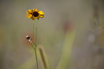 Image showing Wildflower meadow