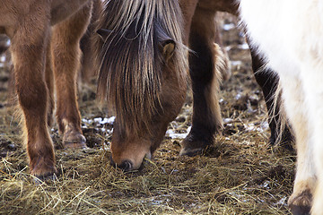Image showing Brown Icelandic horse eats grass