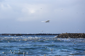 Image showing Gulls hunting for fish