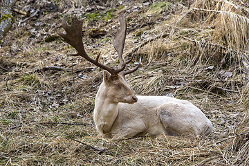 Image showing Albino buck deer in the forest