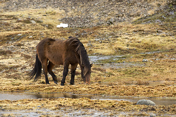 Image showing Wild Icelandic horse in spring