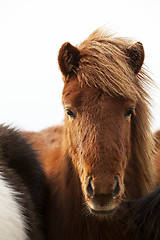 Image showing Portrait of an Icelandic pony with a brown mane