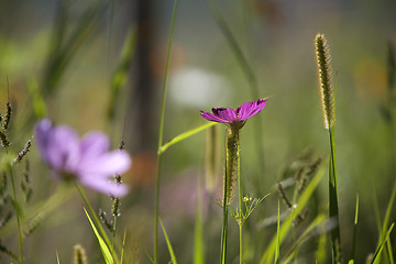 Image showing Wildflower meadow