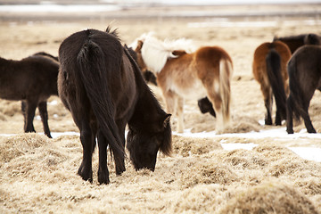 Image showing Herd of Icelandic ponies on a meadow in spring