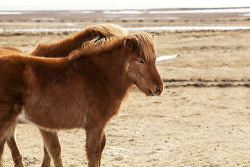 Image showing Portrait of two brown Icelandic ponies