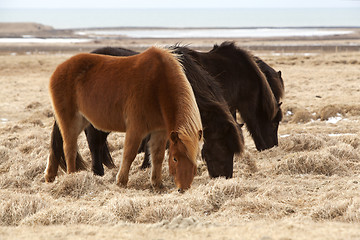 Image showing Herd of brown Icelandic horses on a meadow