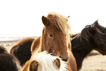 Image showing Portrait of an Icelandic pony with a brown mane