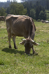 Image showing Ox in a a erd of cows on a meadow