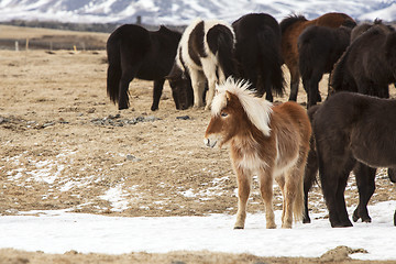 Image showing Herd of colorful Icelandic horses on a meadow