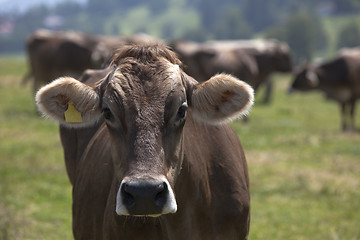 Image showing Portrait of a high yielding cow