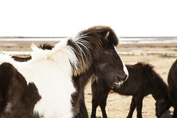 Image showing Portrait of a black and white Icelandic pony