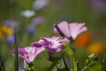 Image showing Wildflower meadow