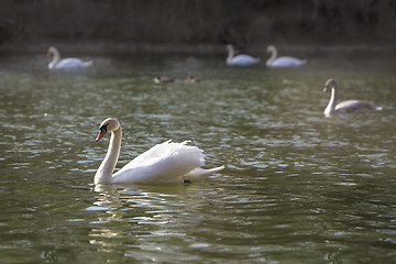 Image showing Group of swans at the lake