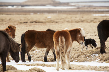 Image showing Icelandic horses on a meadow