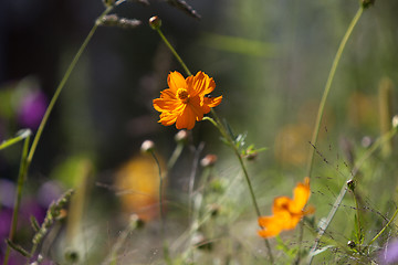 Image showing Wildflower meadow