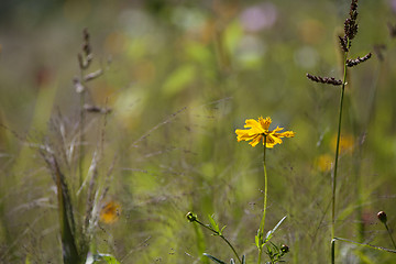 Image showing Wildflower meadow