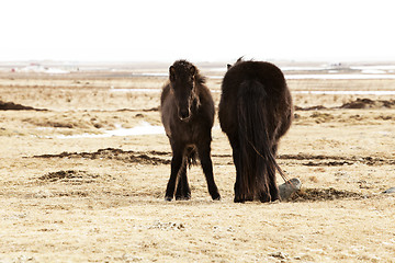 Image showing Young Icelandic foal with mother on a meadow