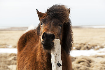 Image showing Brown Icelandic horse scratches on the fence