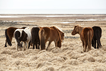 Image showing Herd of Icelandic horses