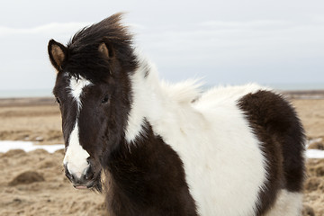 Image showing Portrait of a black and white Icelandic horse 