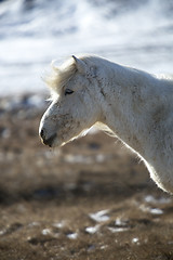 Image showing Portrait of a white Icelandic horse in spring