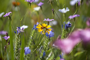 Image showing Wildflower meadow