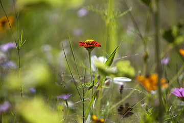 Image showing Wildflower meadow