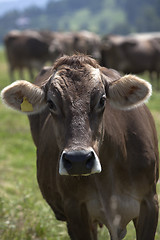 Image showing Portrait of a high yielding cow