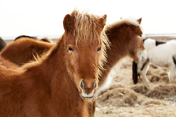 Image showing Portrait of an Icelandic pony with a brown mane