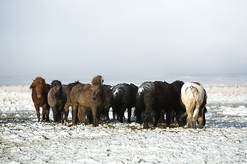 Image showing Herd of Icelandic horses after snow storm