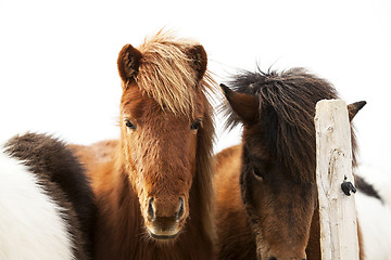 Image showing Portrait of an Icelandic pony with a brown mane