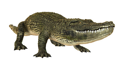 Image showing American Alligator