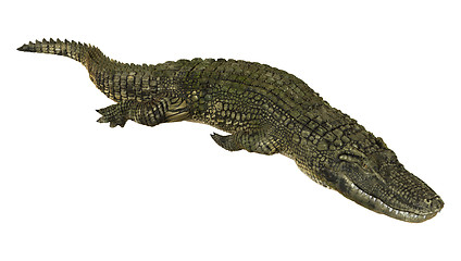 Image showing American Alligator