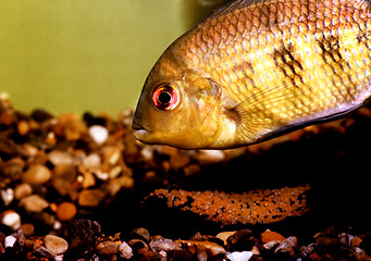 Image showing Spotted Tilapia male protecting eggs, Pelmatolapia mariae.