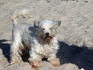 Image showing stormy dog